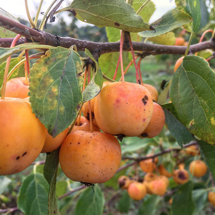 Carab apples 'Bērzkroga dzeltenais'. Latvians call crab apples - 'Paradise apples'