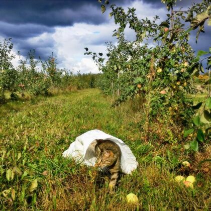 Kaķis "Minčuks" Mr. Plūme sidra darītavas ābeļu dārzā