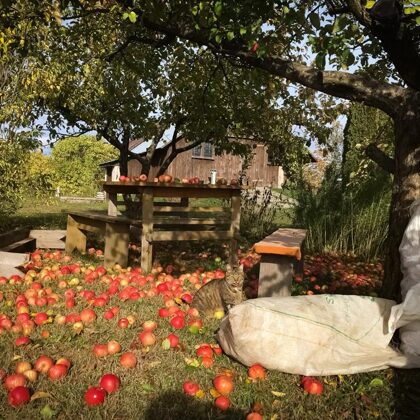 Bagātīga ābolu raža Mr. Plūme sidra darītavas dārzā