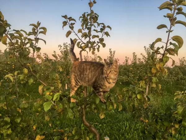 Kaķis "Minčuks" uzrāpies ābelē