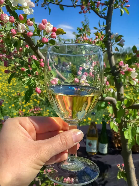 Sidra glāze. Fonā plaukstoši ābeļu ziedi