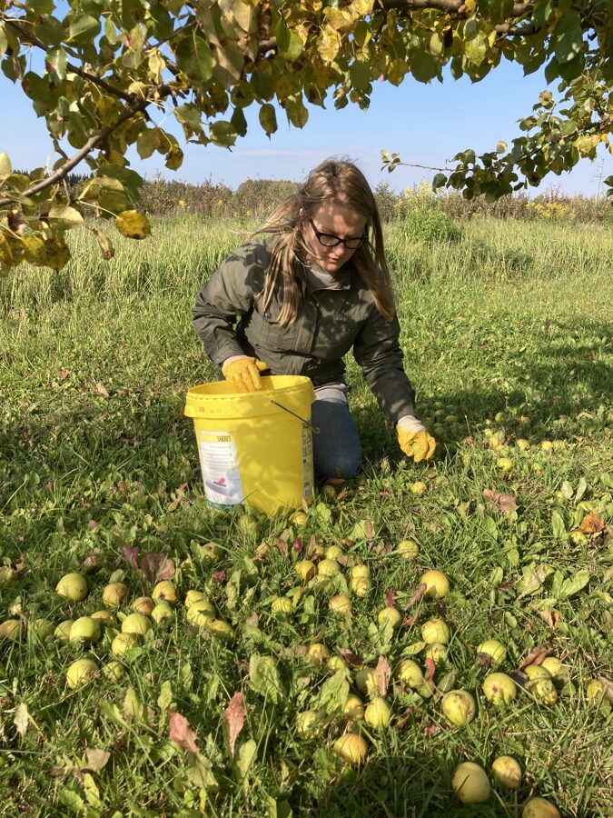 Dace helping with harvesting of perry pears for our traditional method sparkling Perry brut nature at Mr. Plūme cidery